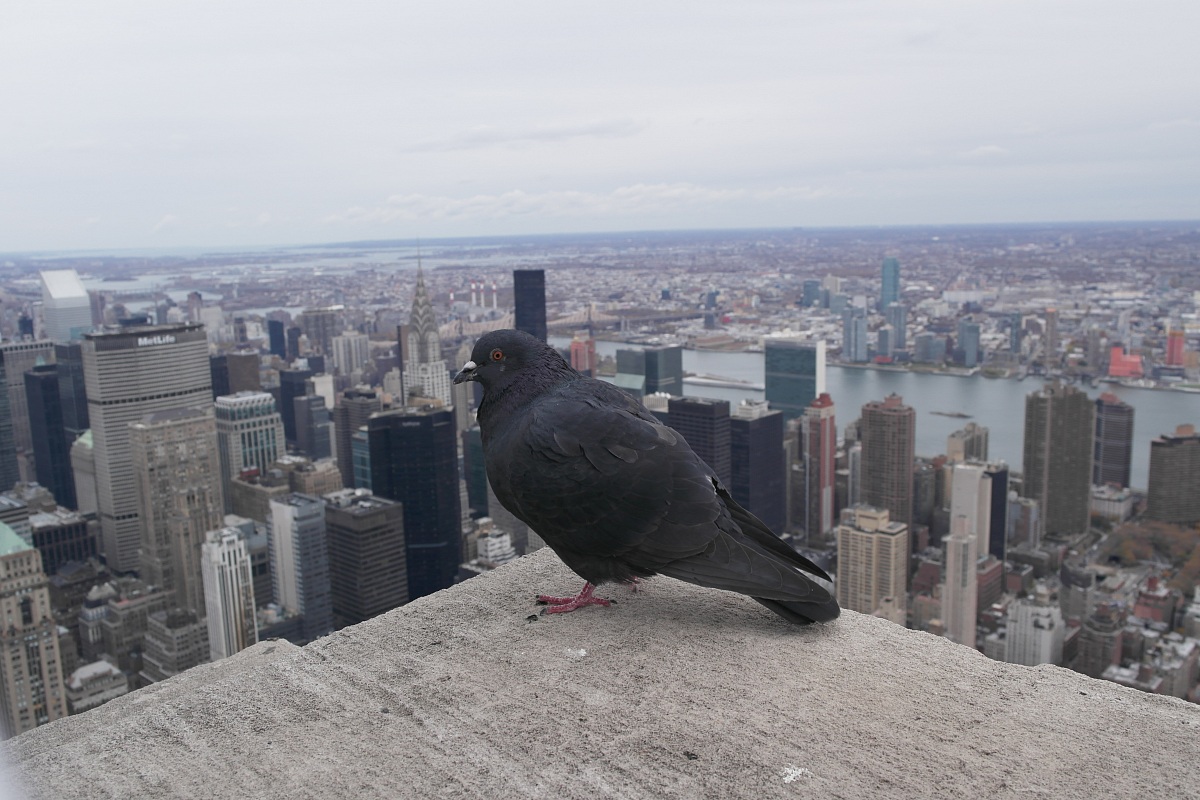empire pigeon