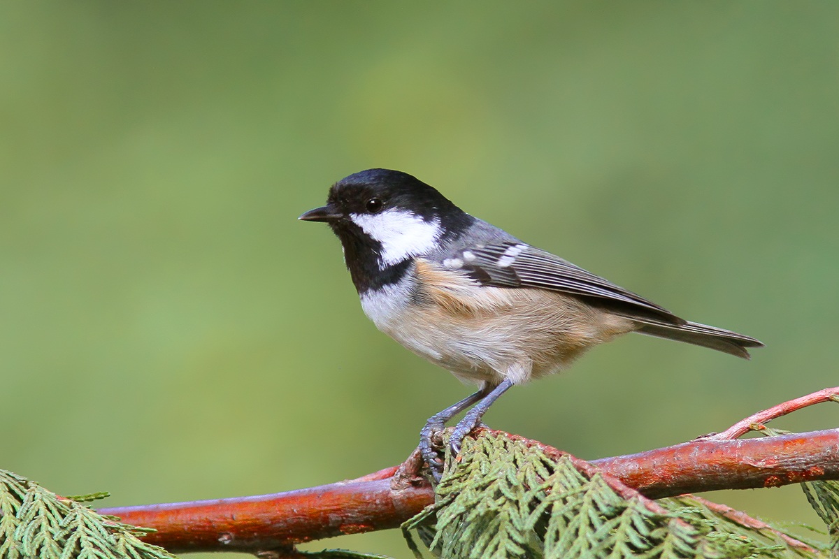 Coal Tit