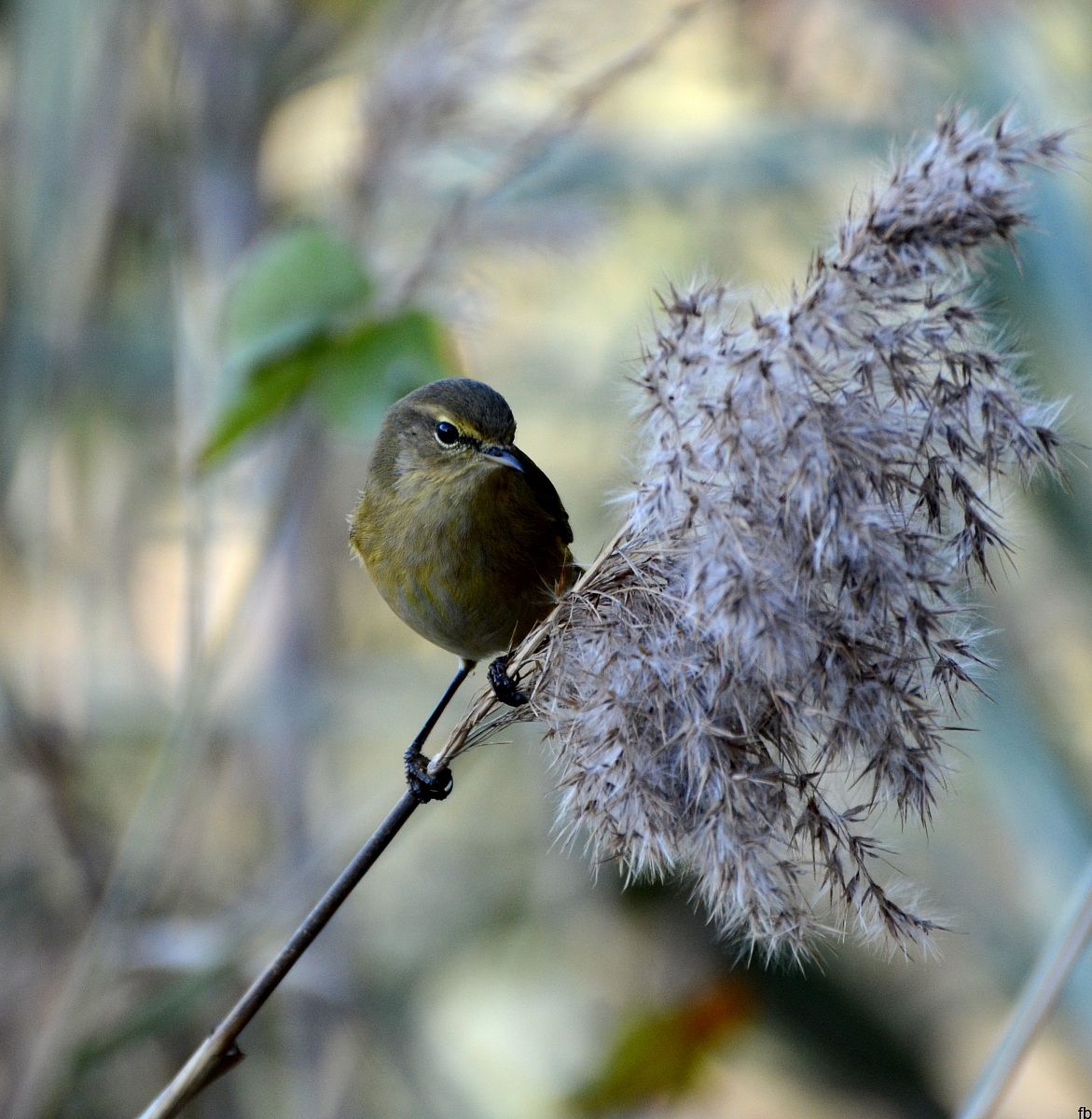 migliarino di palude