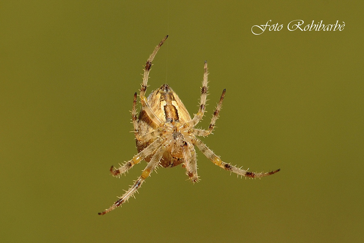 Una vita appesa ad un filo ...