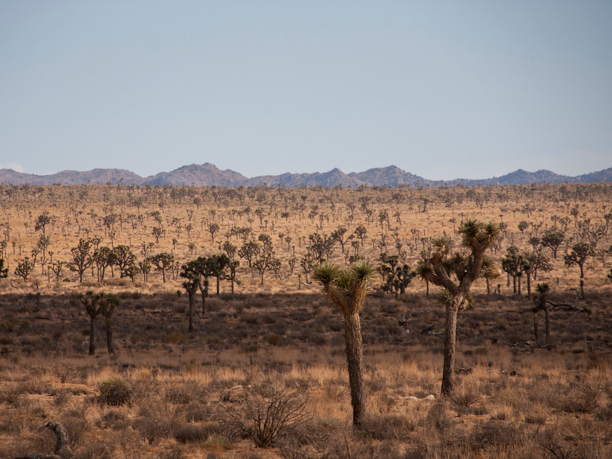 Joshua Tree National Park