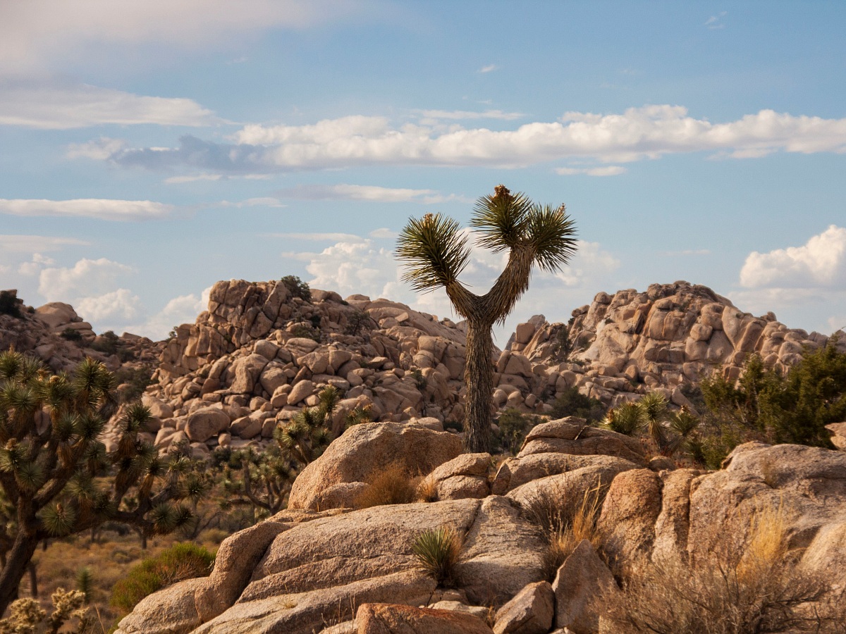Joshua Tree National Park