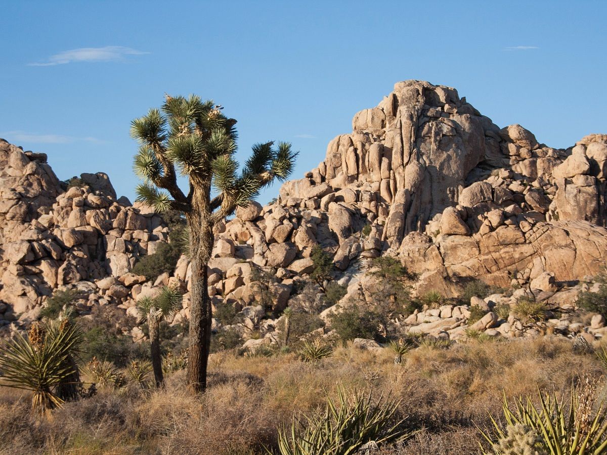 Joshua Tree National Park