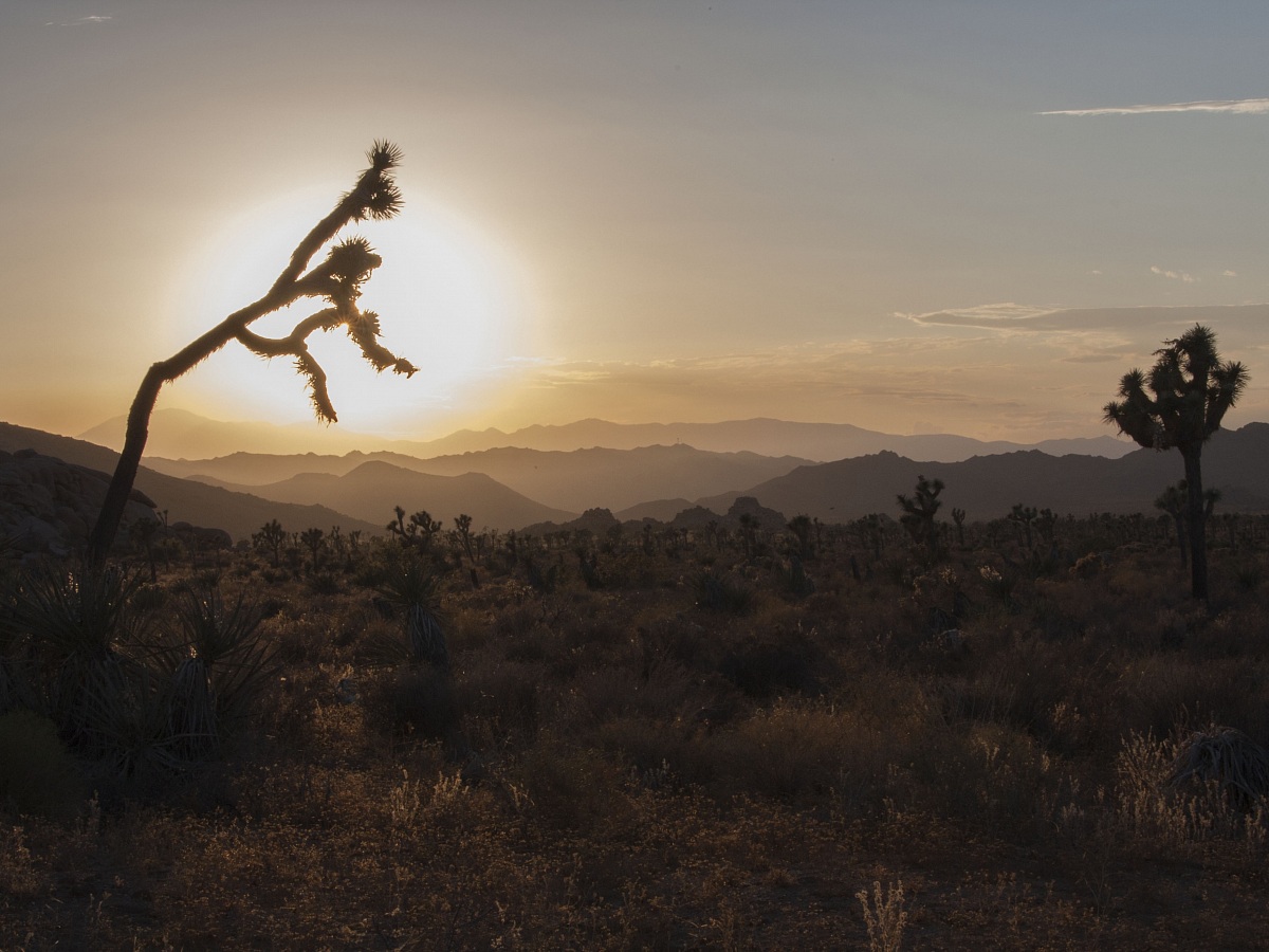 Joshua Tree National Park