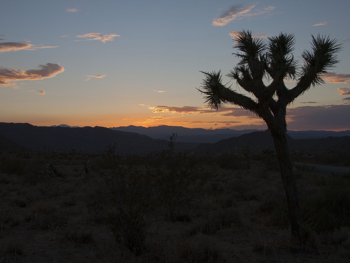 Joshua Tree National Park