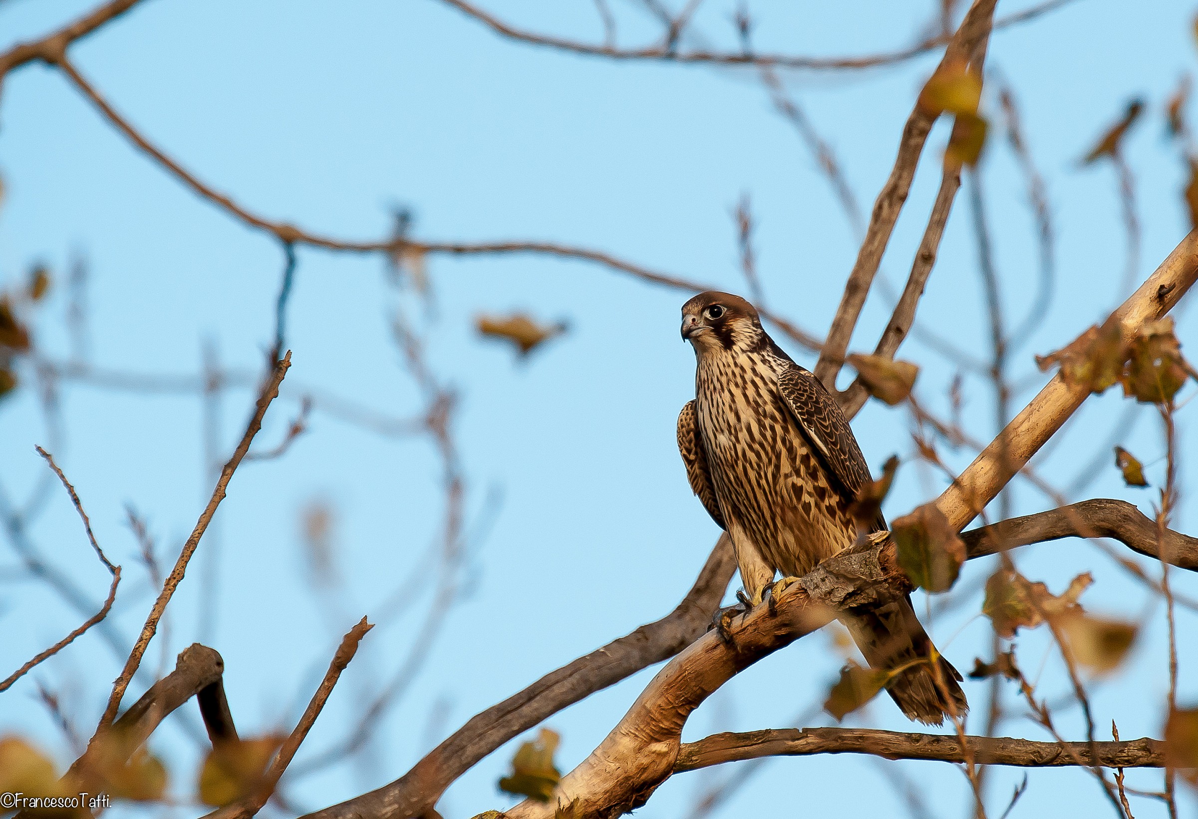 Lanner Falcon