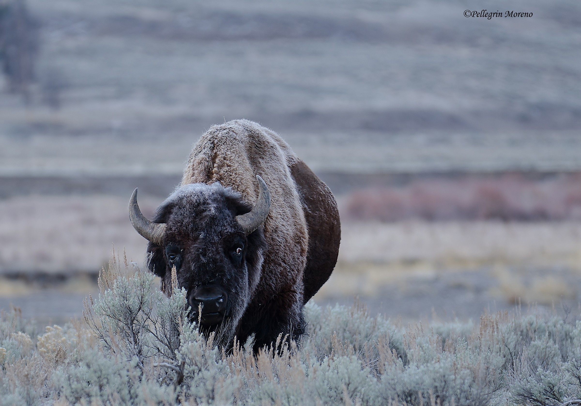 Bisonte americano