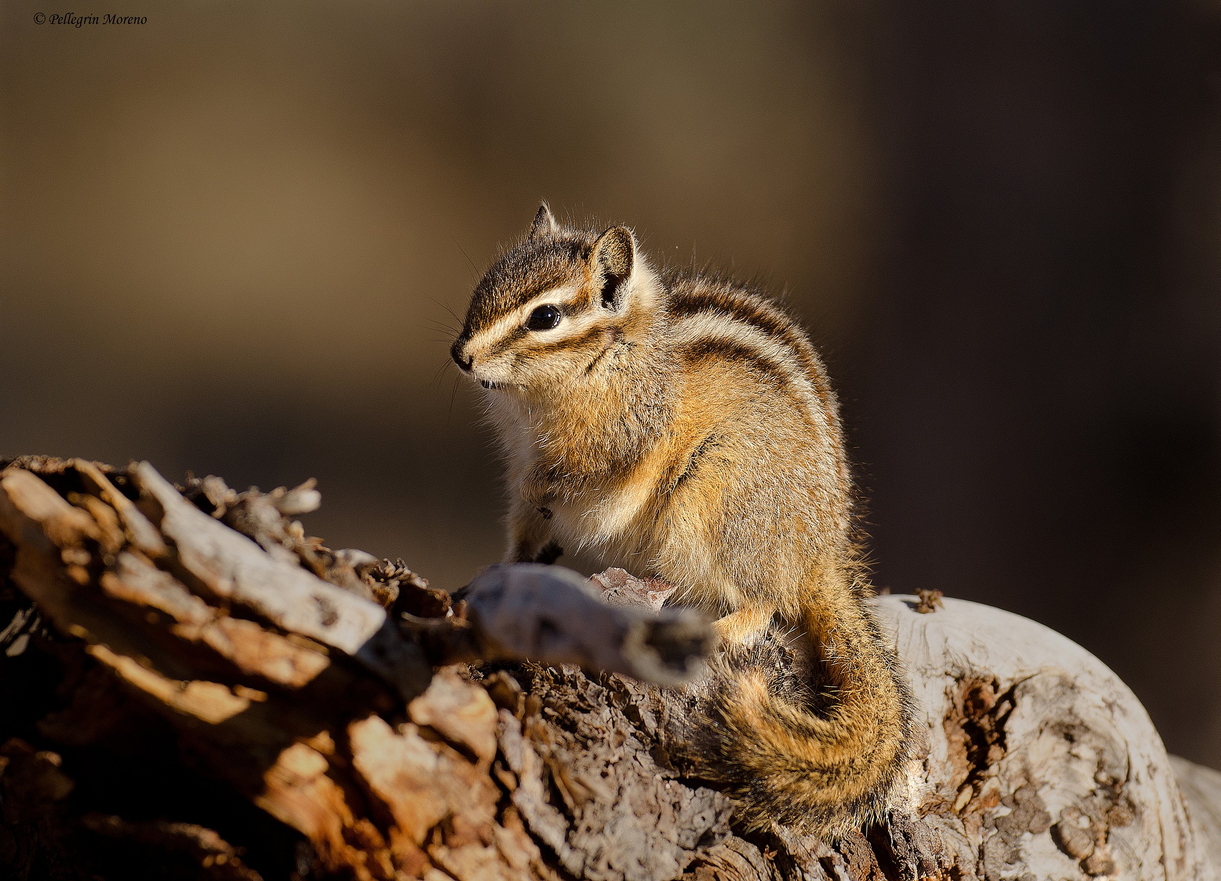 Chipmunk
