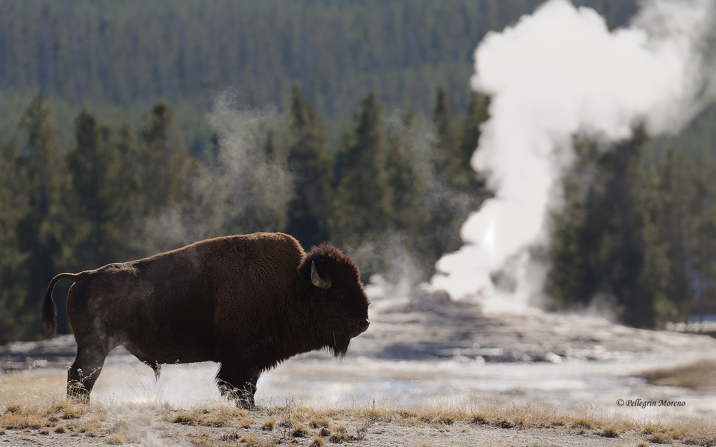 Bisonte alla vecchia gyser fedeli