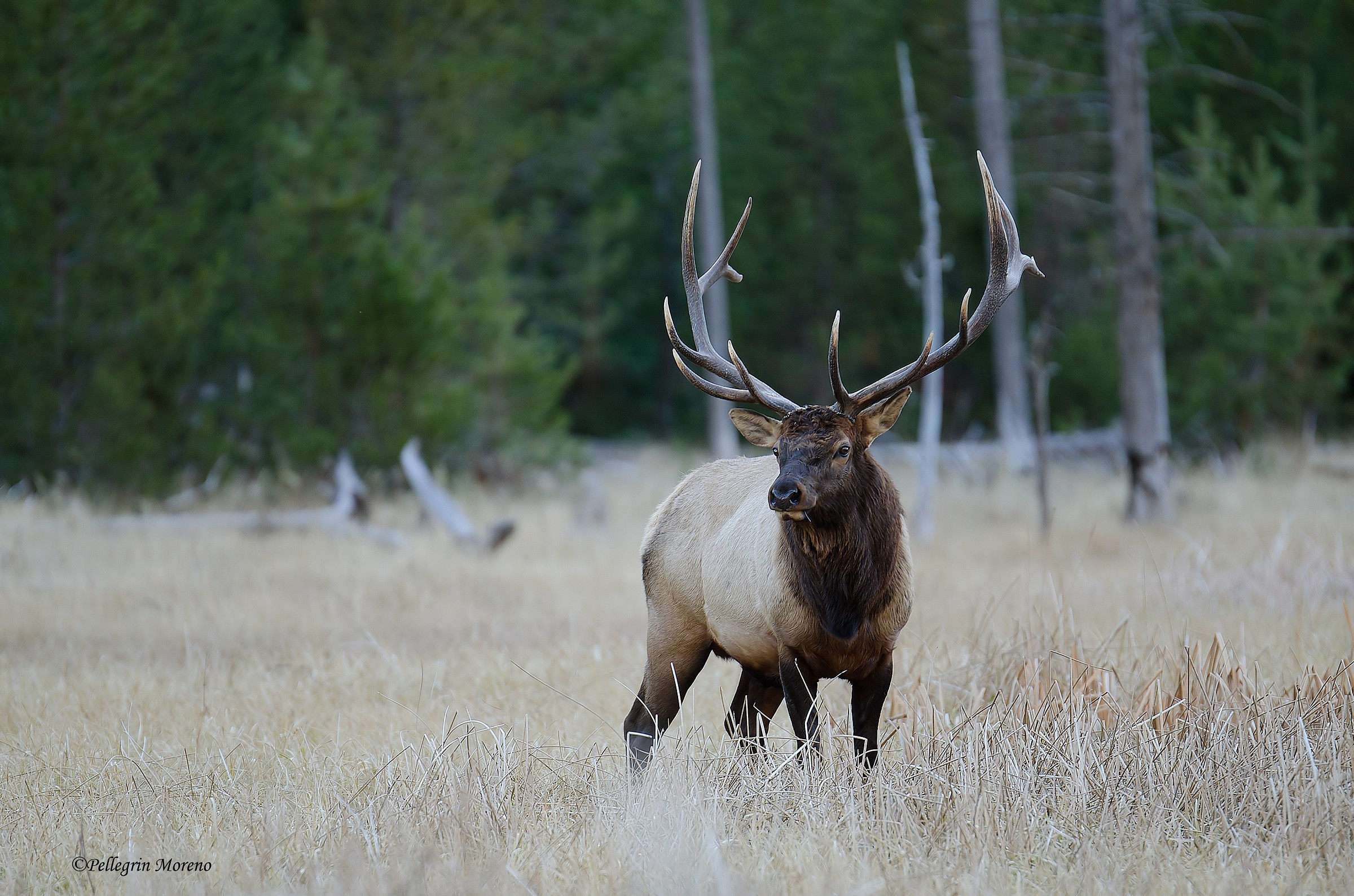 wapiti