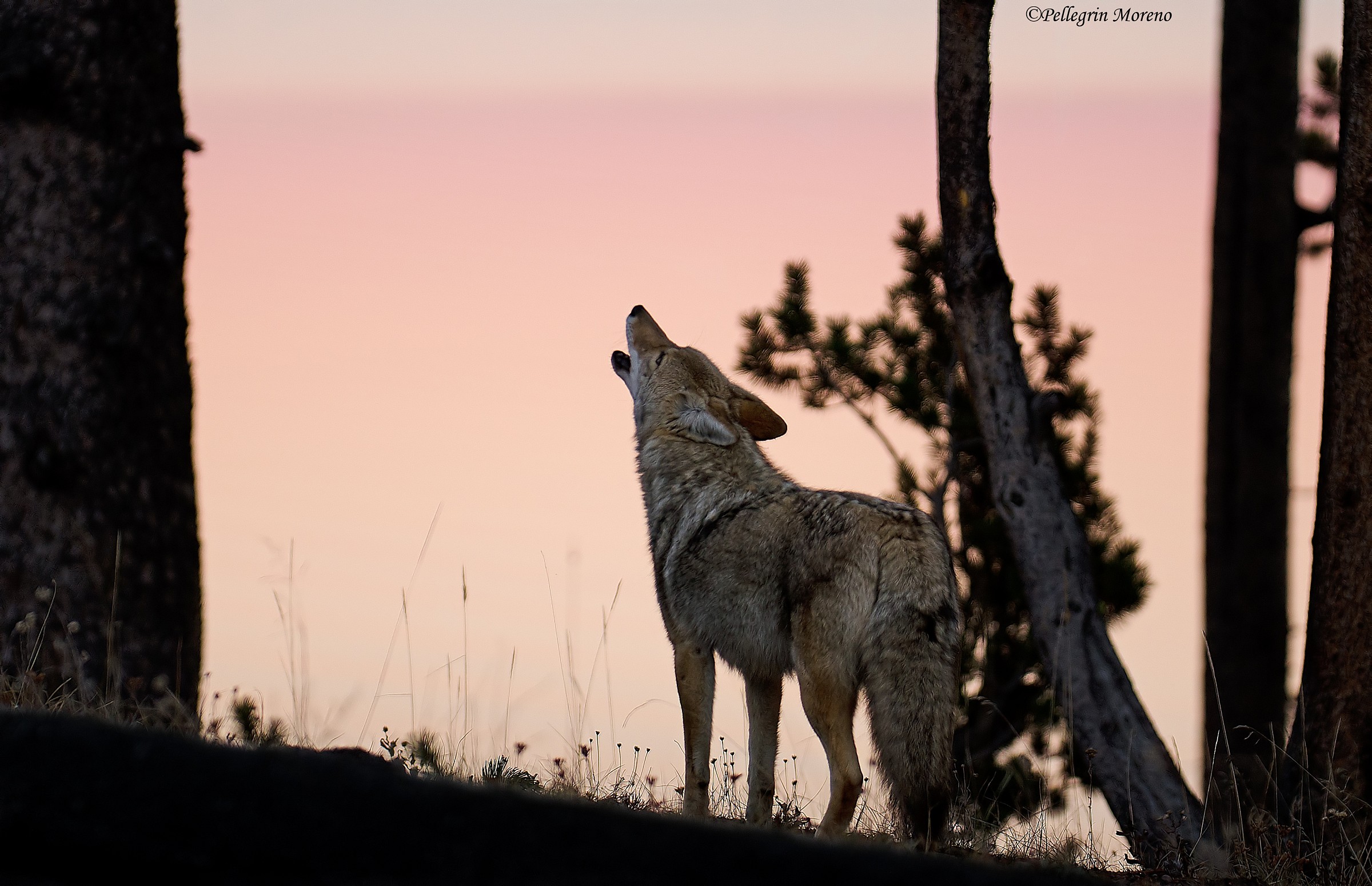 Coyote che ulula alla Yellostone tramonto