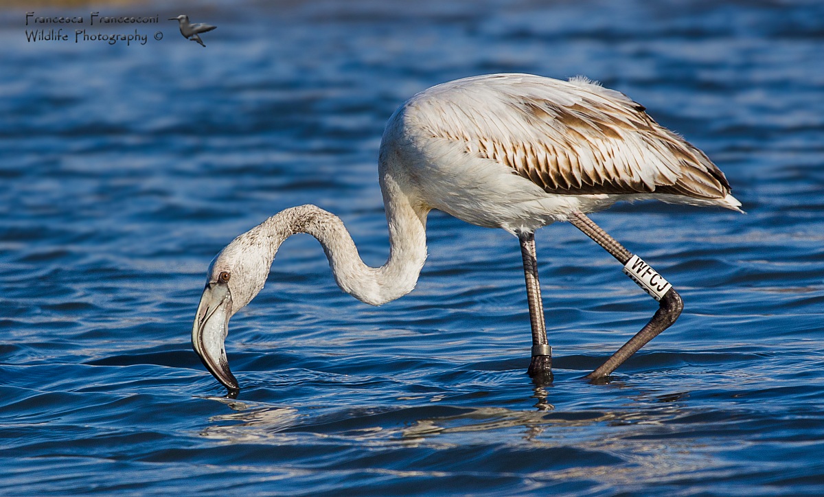 Fenicottero rosa Juv.