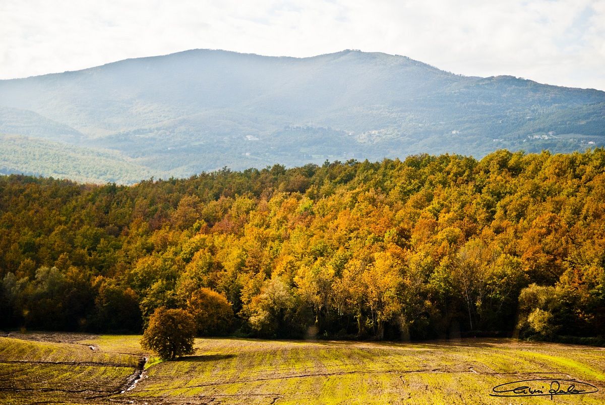 The Colors of Autumn Umbro