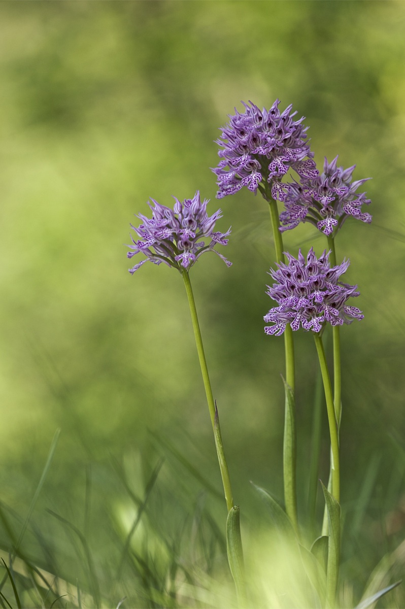 Orchis tridentata