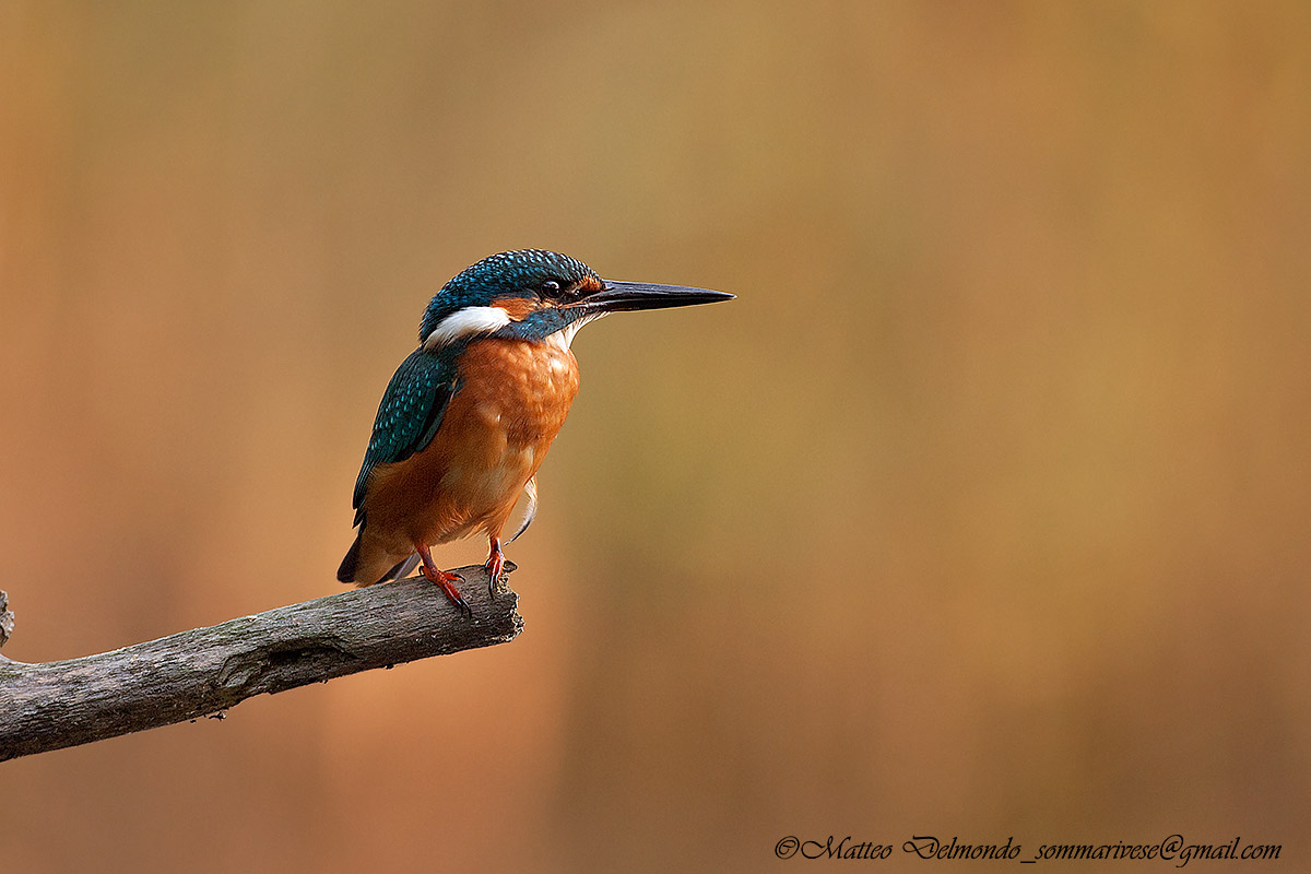 Kingfisher