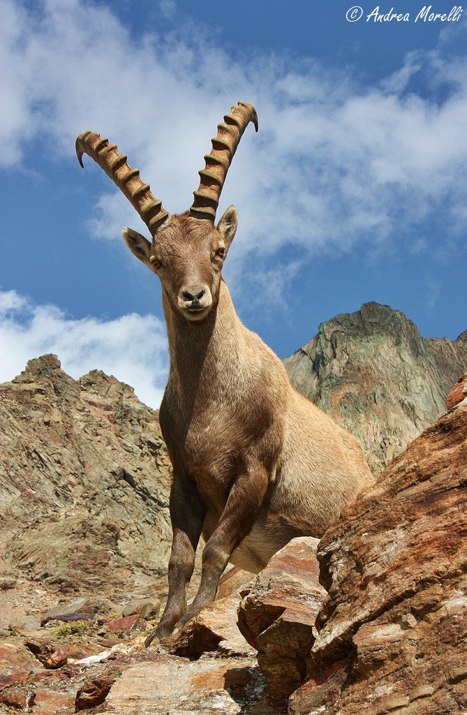 Capra ibex - Ibex