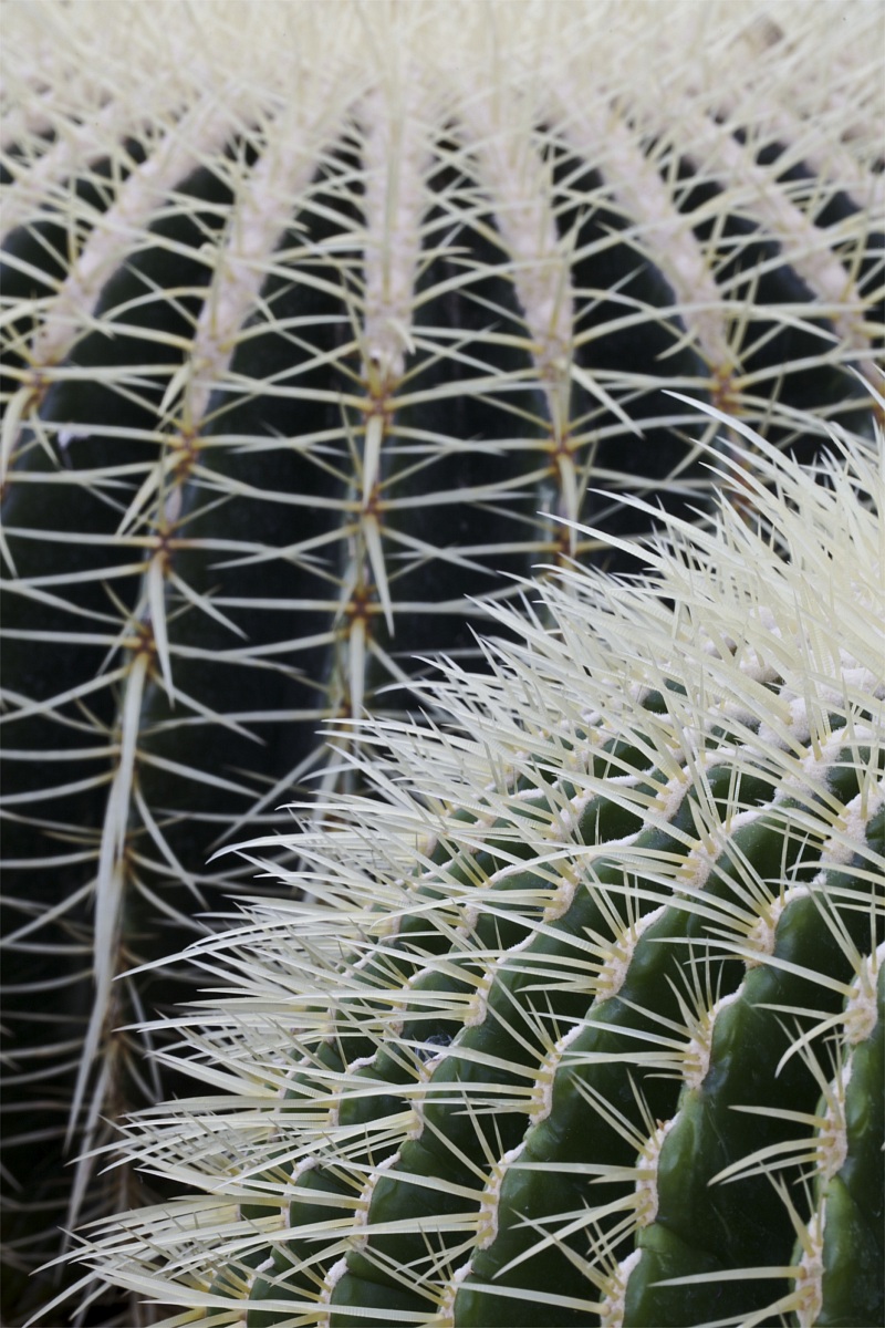 Echinocactus