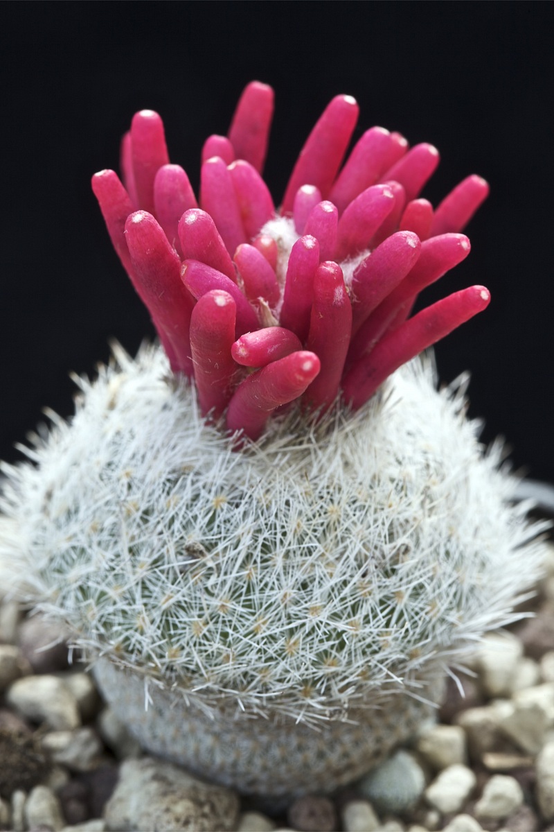 Epithelantha