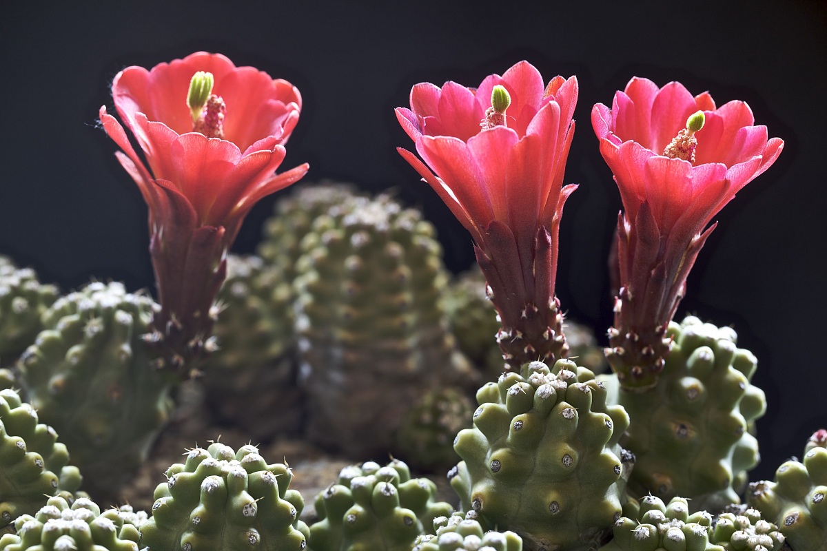 Echinocereus
