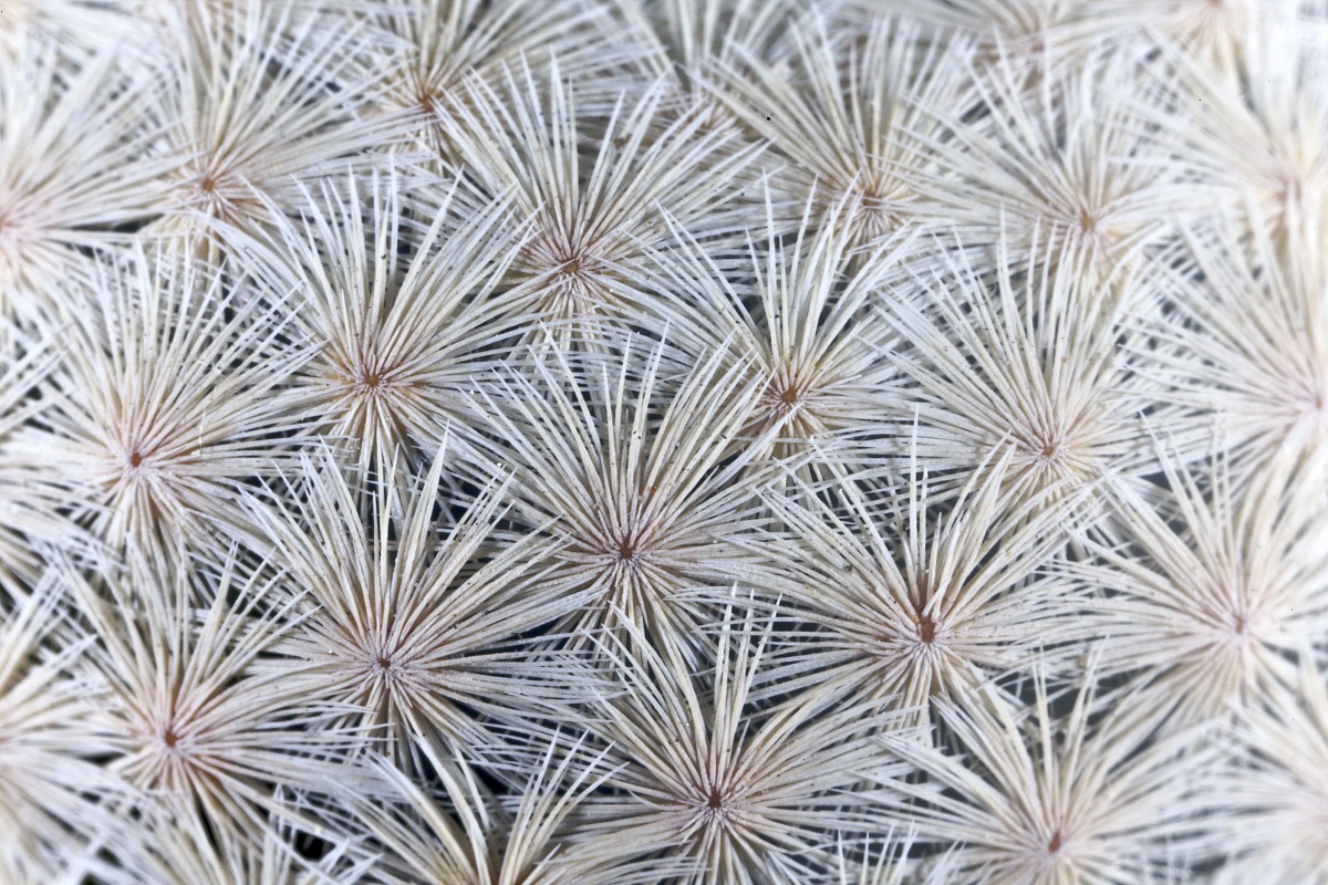 Mammillaria