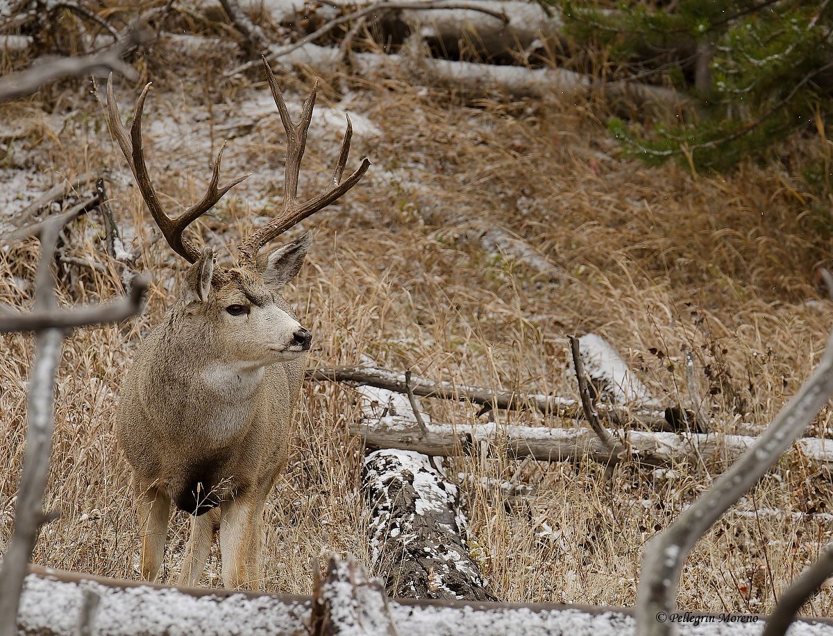 mule deer