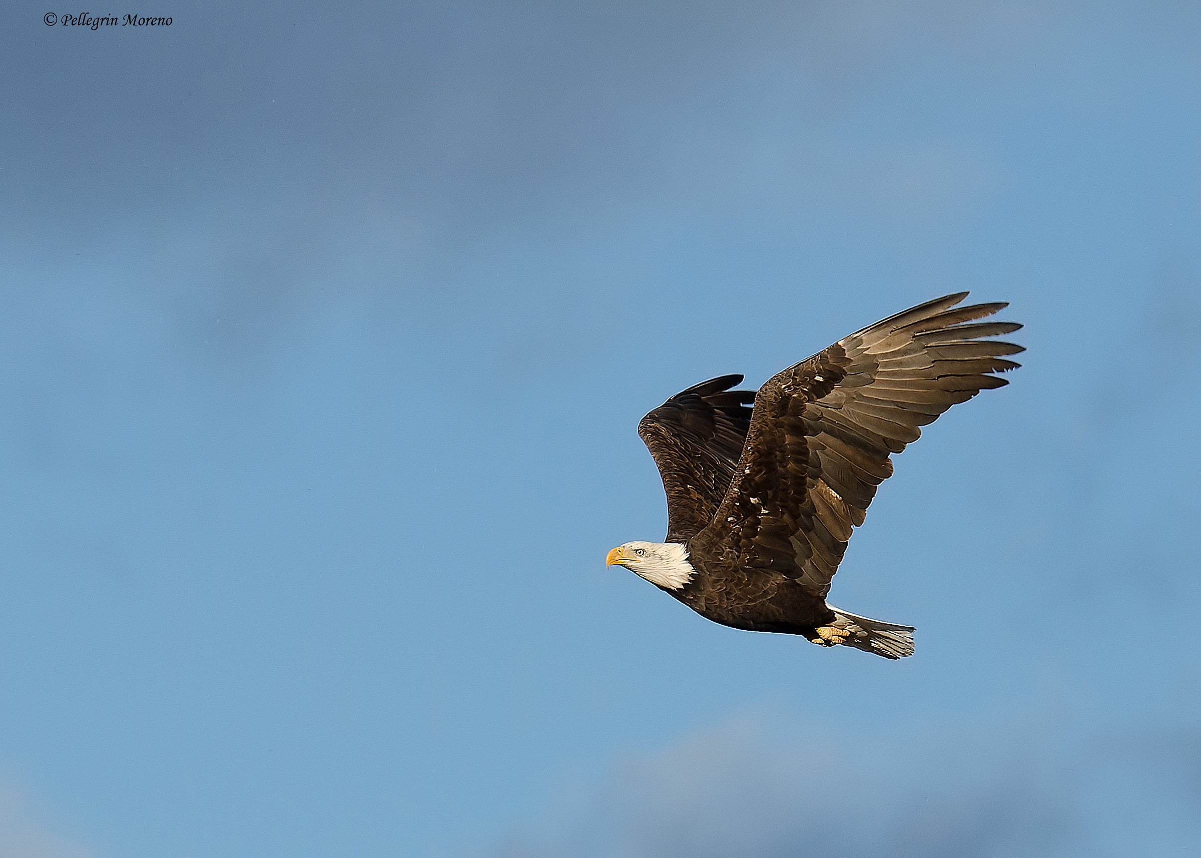 nel blu dipinto di blu
