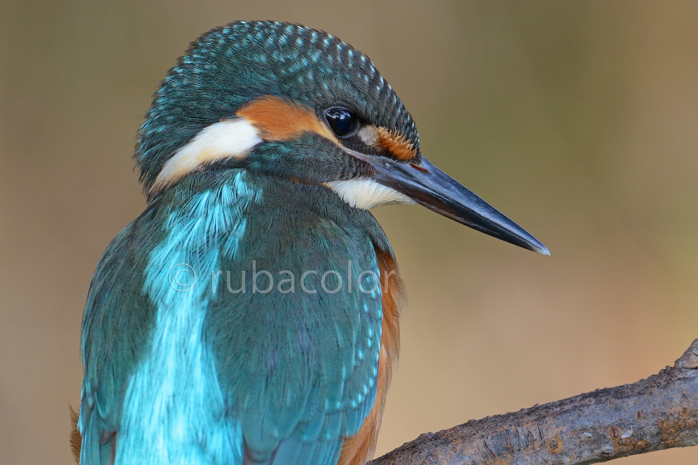 Ritratto ad un giovane martino (crop on camera)