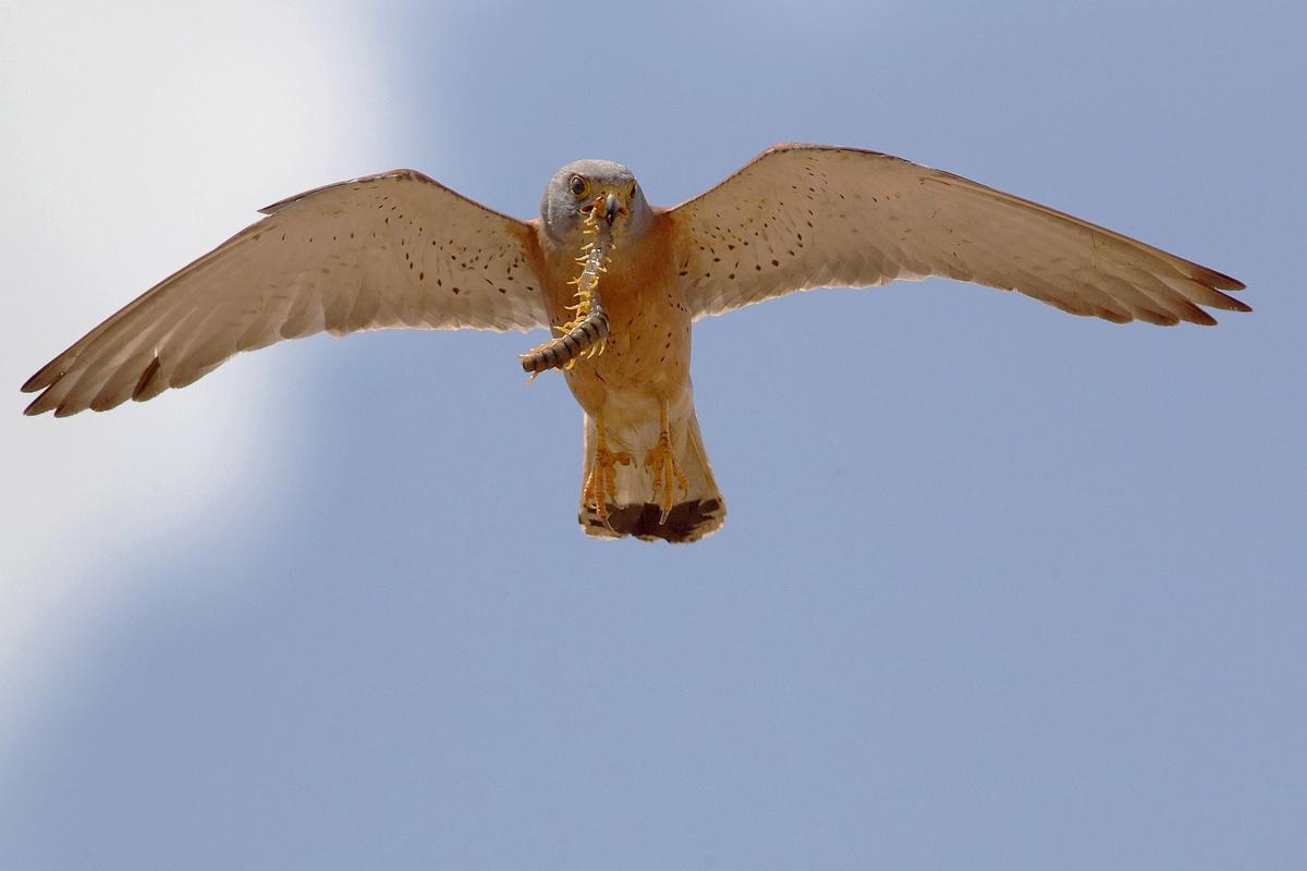 Lesser Kestrel and scolopendra