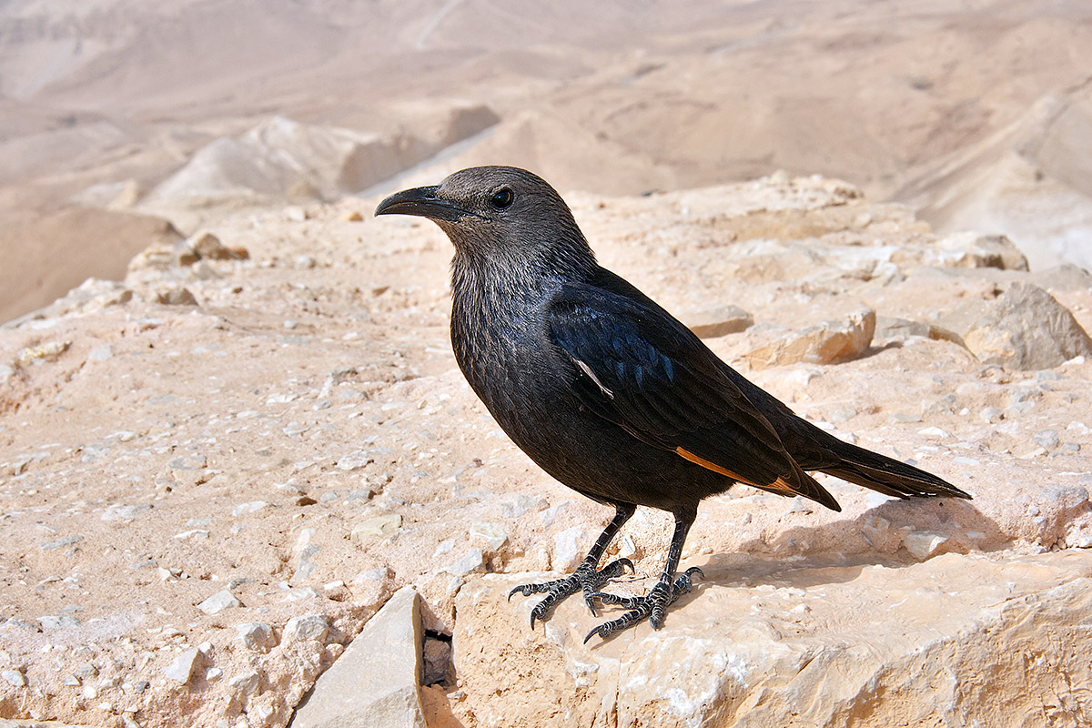 Reversal of female of the Middle East "Tristram's S...