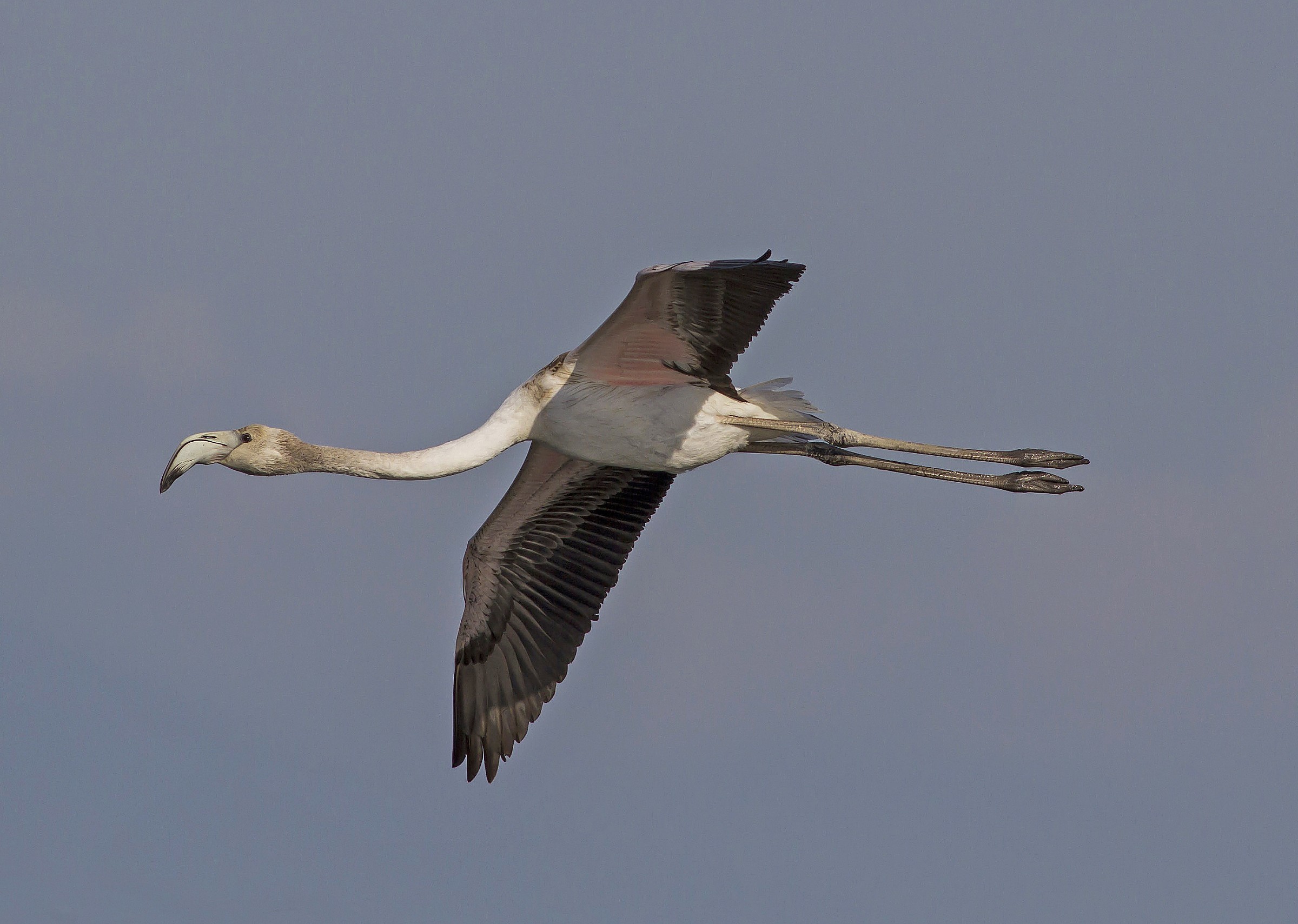 fenocottero in flight