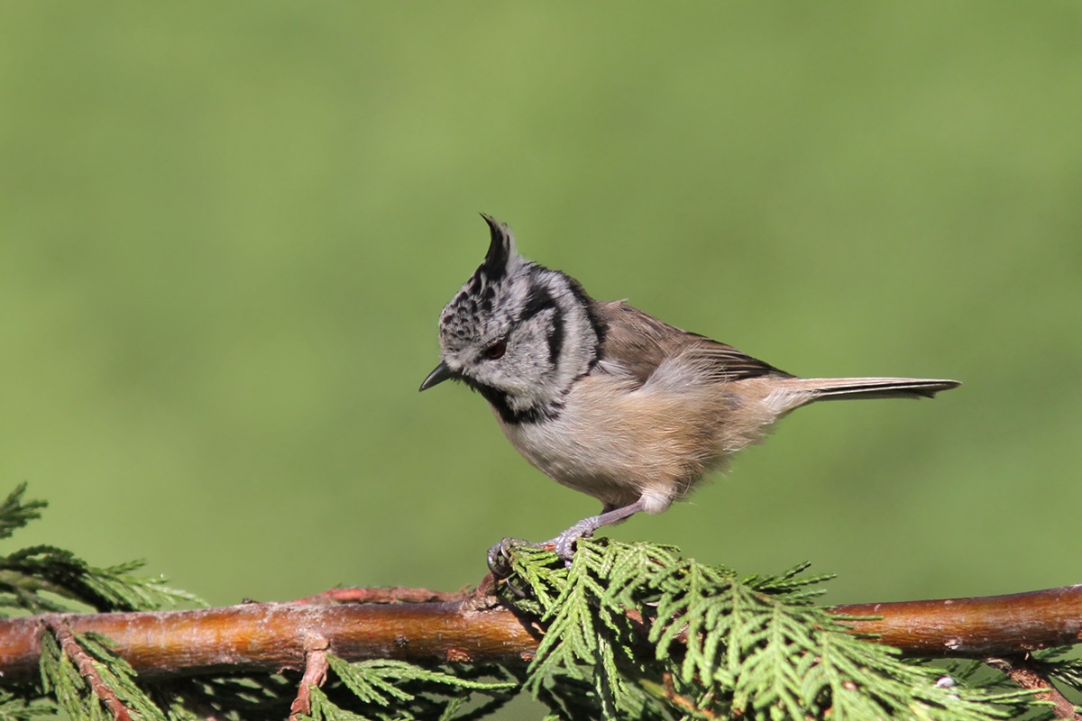Crested Tit