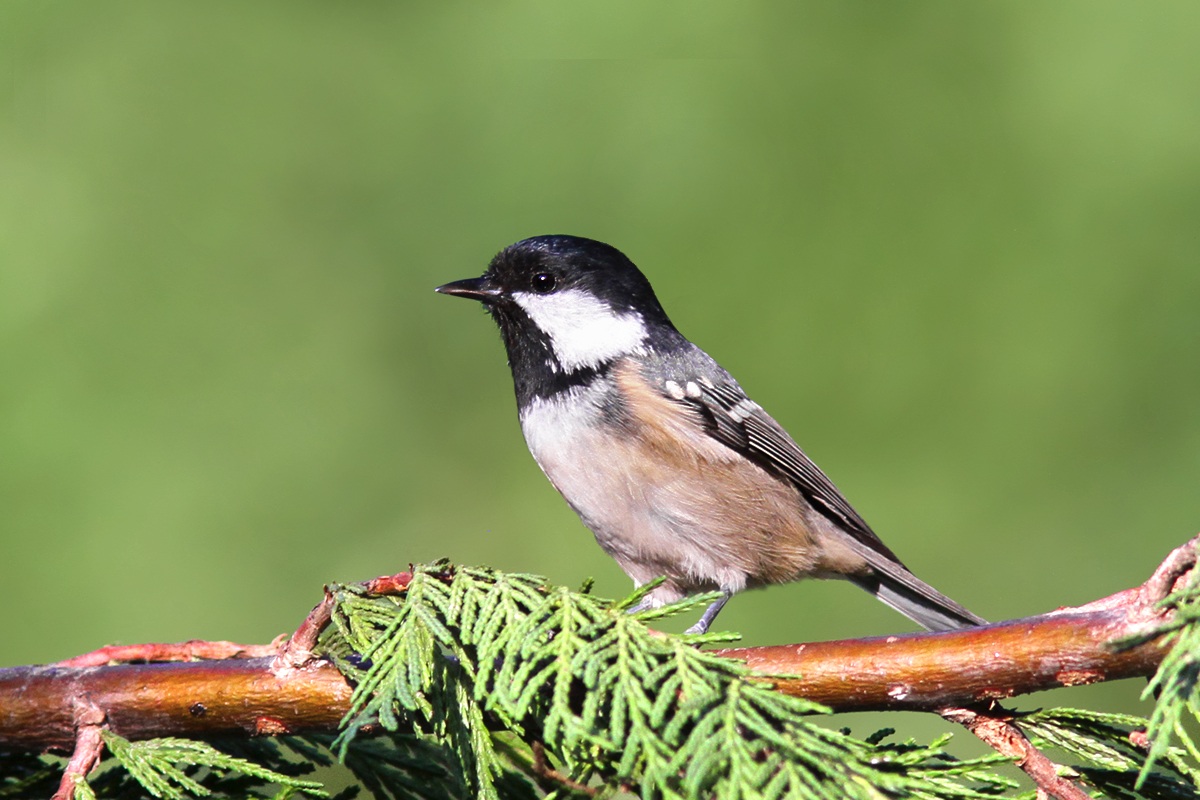 Coal Tit