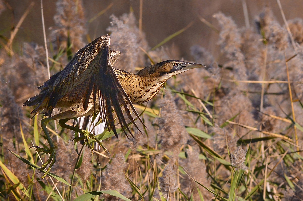 bittern