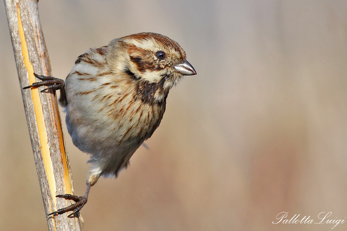 Bunting (Emberiza schoeniclus)