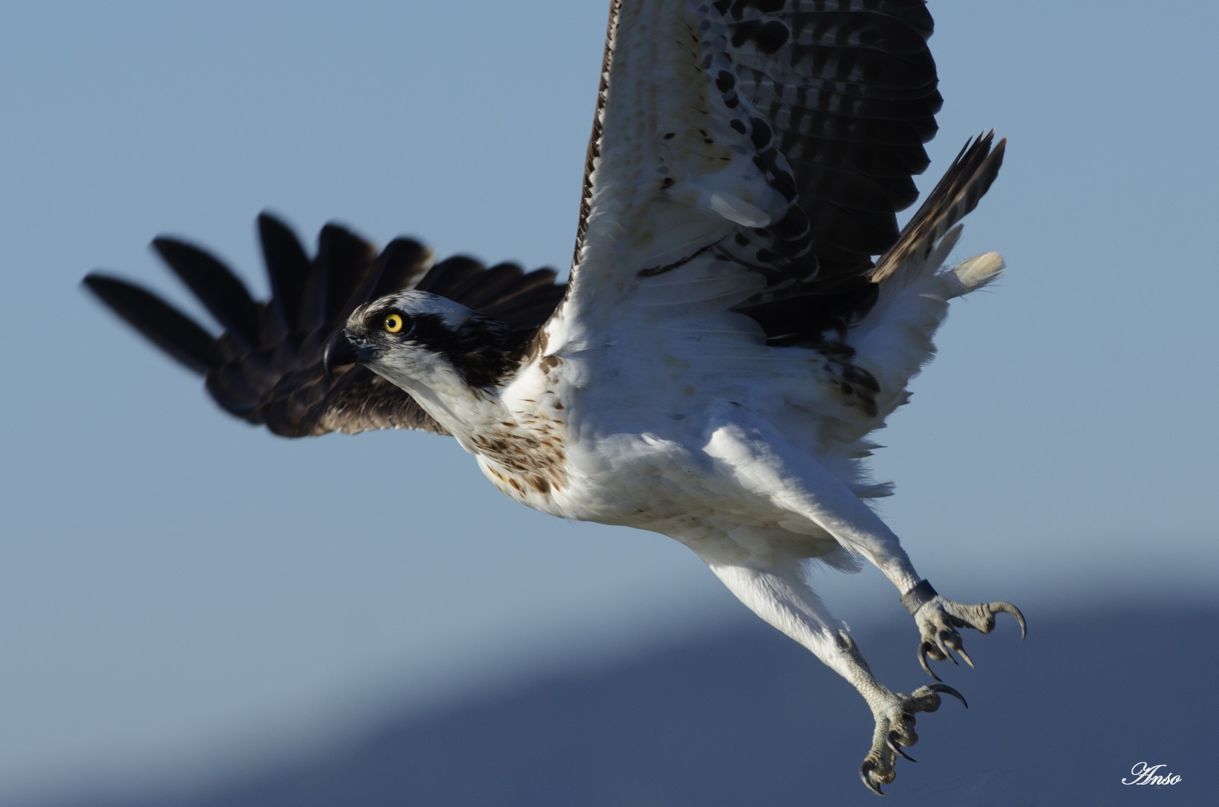 falco pescatore diaccia botrona