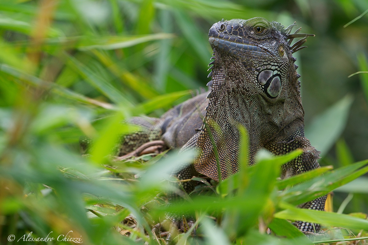 Lo sguardo del drago