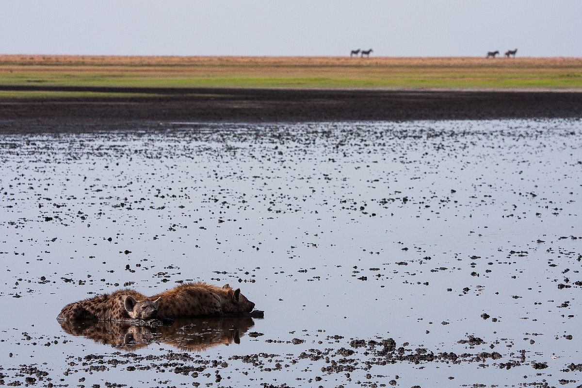 Relax a mollo... - Liuwa Plain  n.p. - Zambia