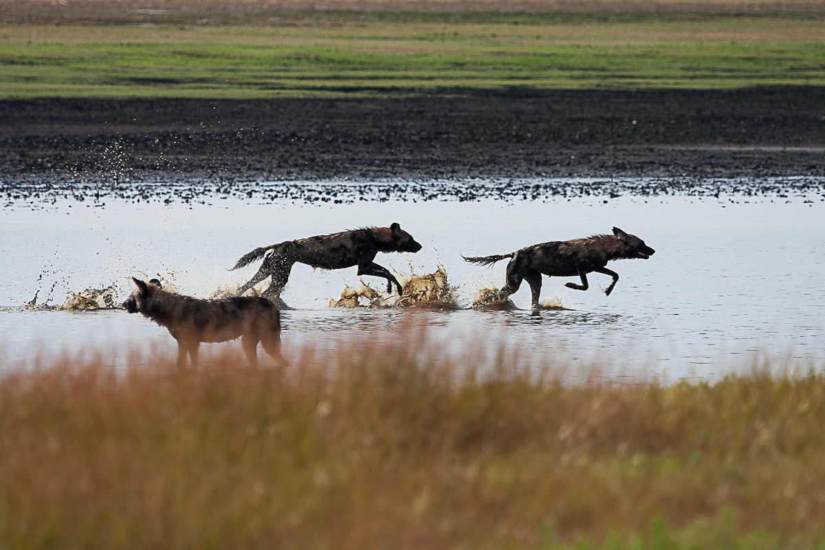 Giochi alla pozza - Liuwa Plain n.p. - Zambia