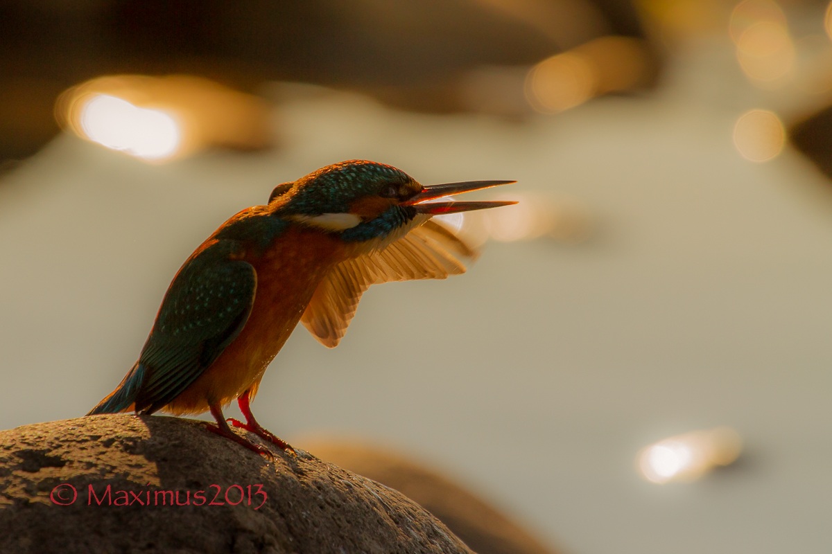 ... l'urlo al tramonto ..
