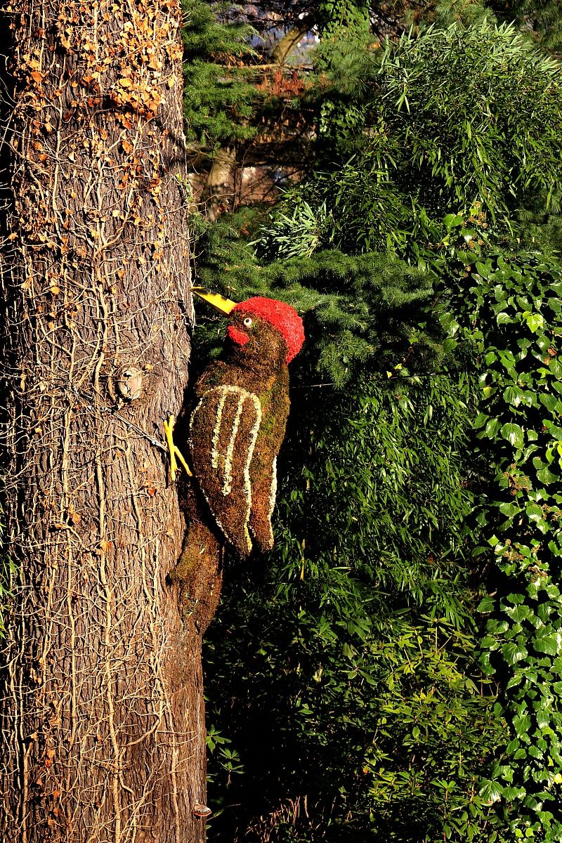 Dendrocopos gigantis alpinus