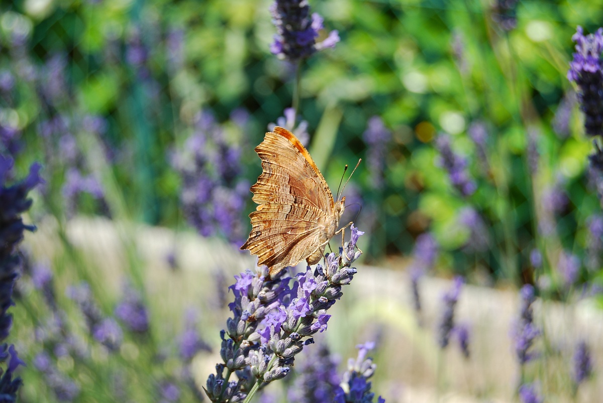 The butterfly scented