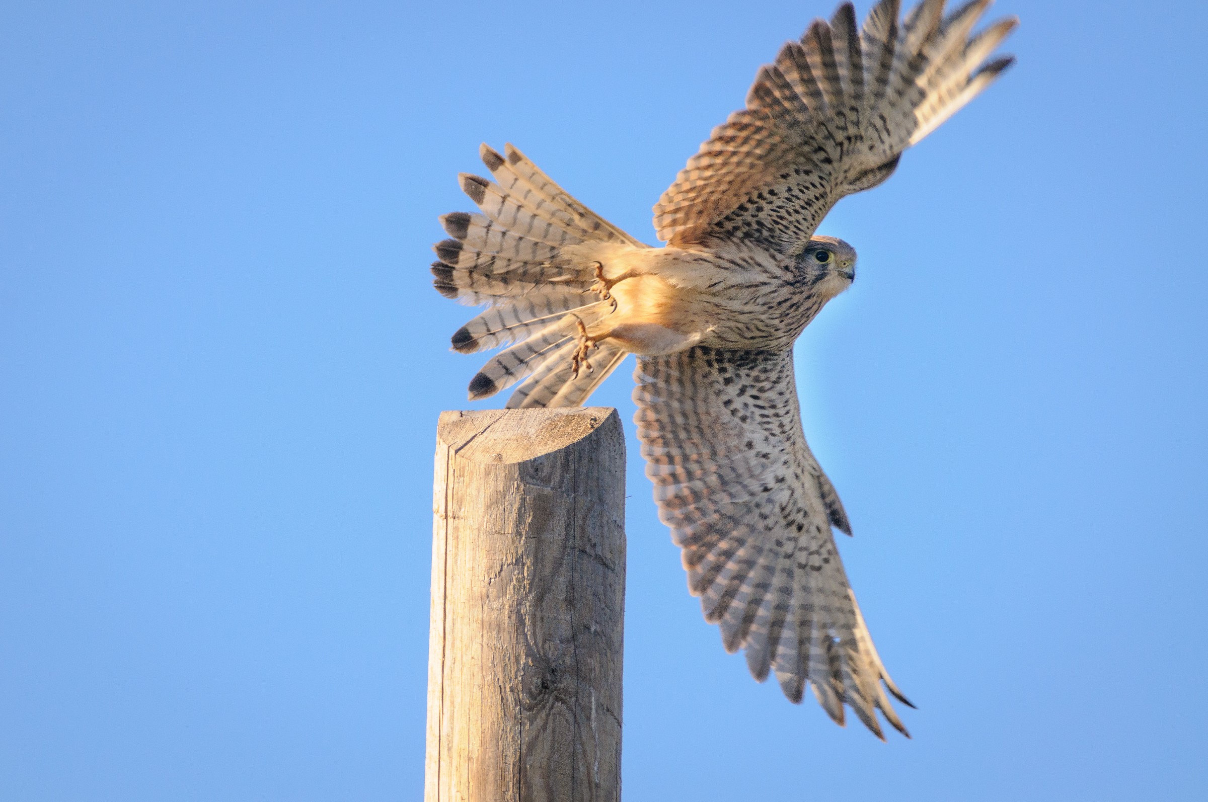 Kestrel