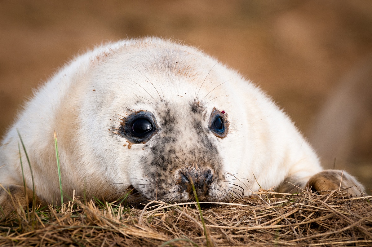 Grey Seal (Halichoerus grypus)