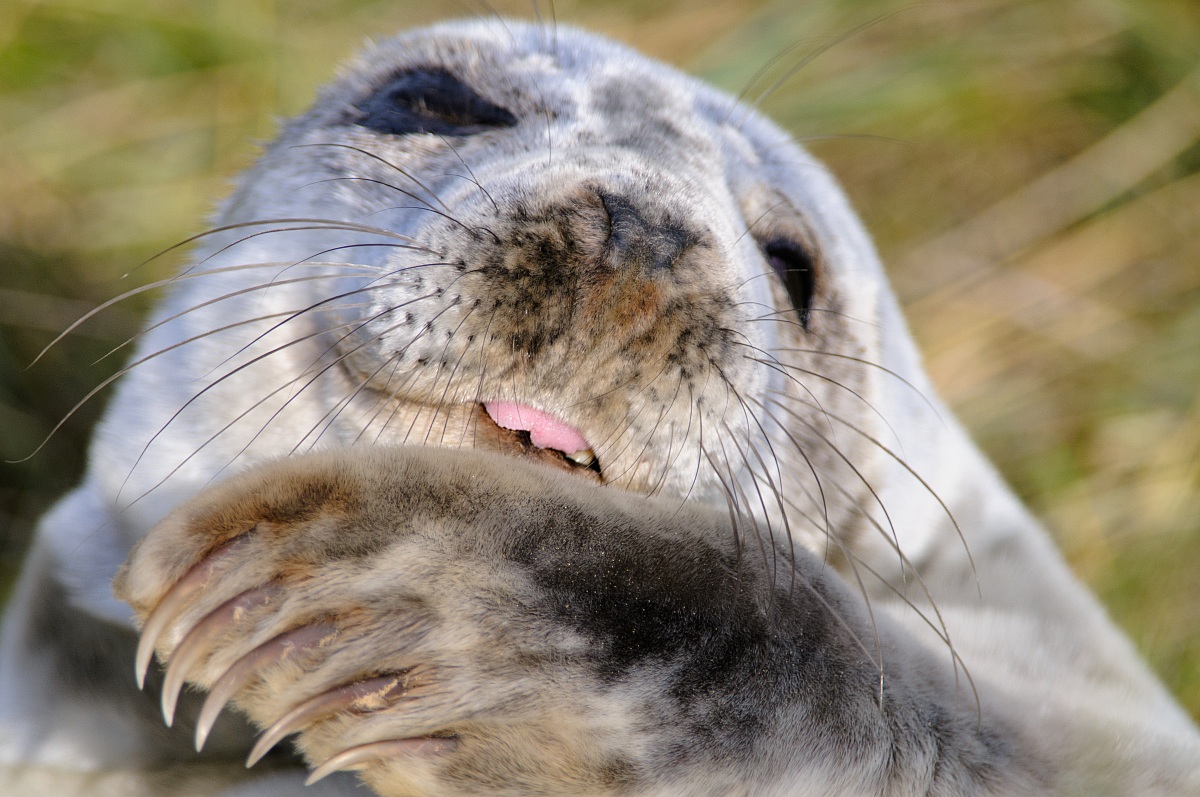 Foca grigia (Halichoerus grypus)