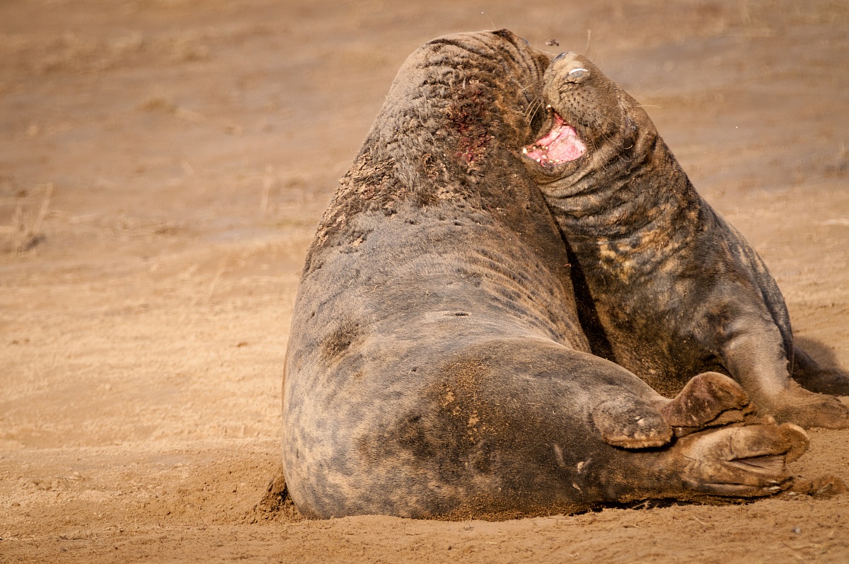 Grey Seal (Halichoerus grypus)