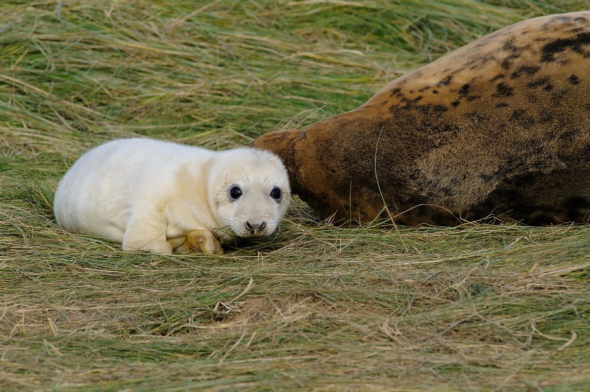 Grey Seal (Halichoerus grypus)