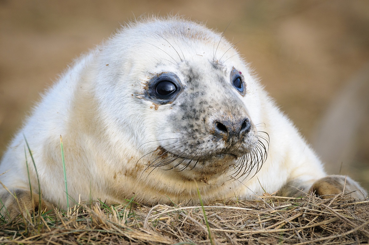 Grey Seal (Halichoerus grypus)