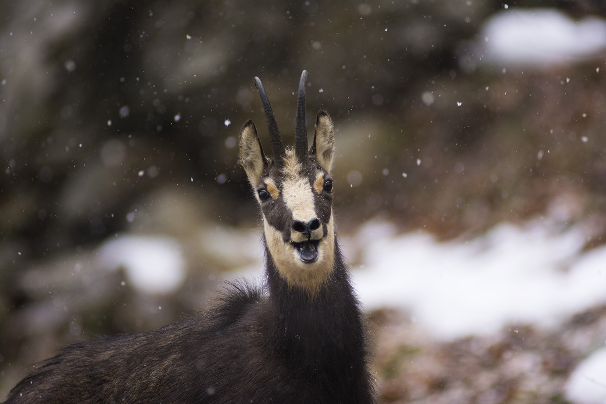 Chamois