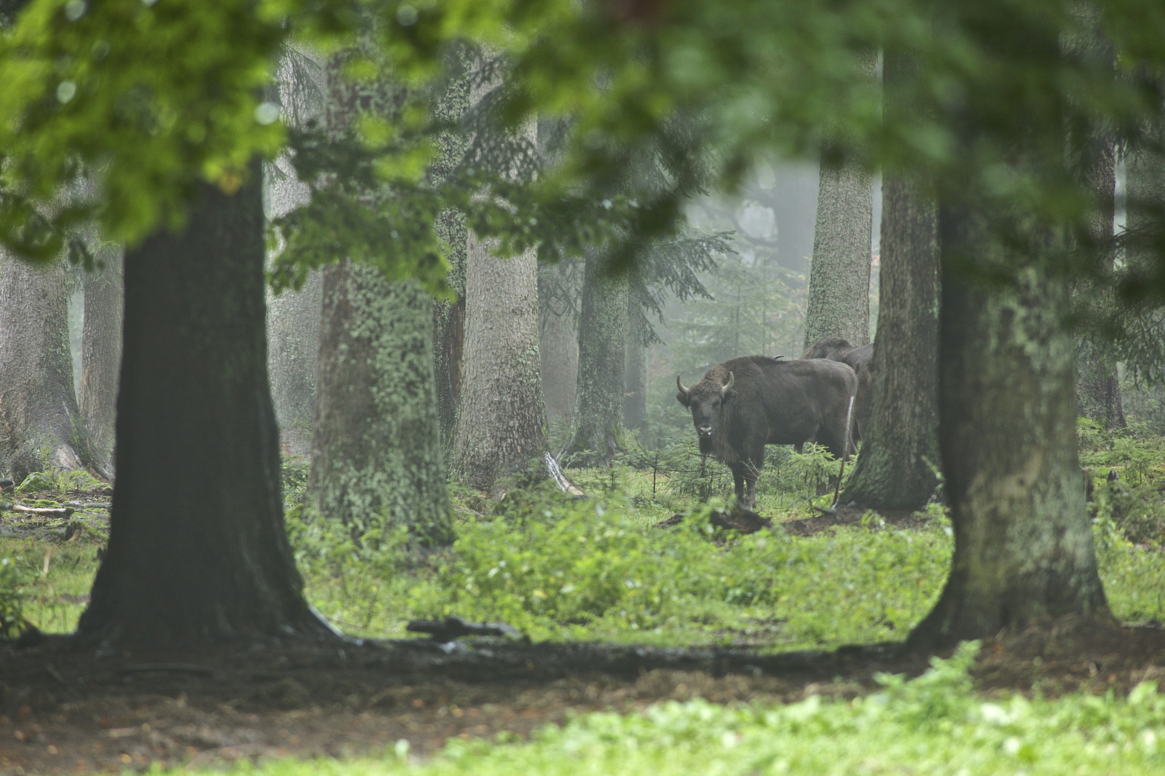 Bisonte europeo (Bison bonasus)