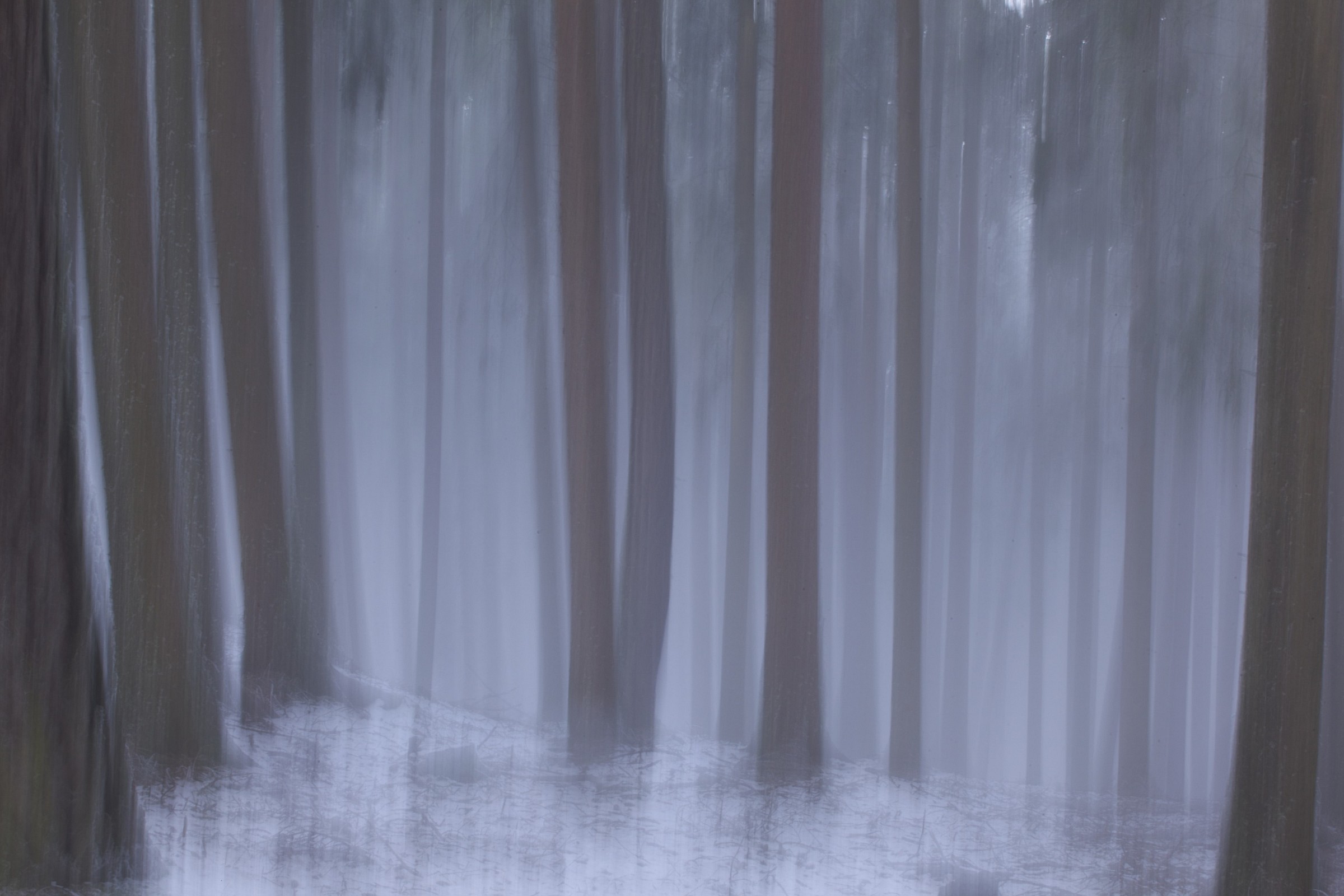 Forest in the fog